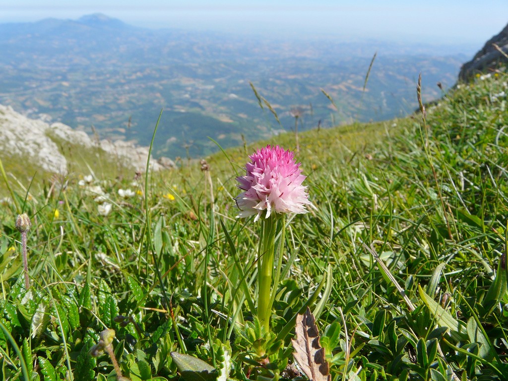 Il Gran Sasso e le orchidee - il mio omaggio al Gigante dellAppennino.